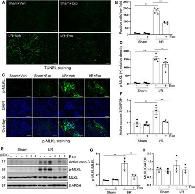 Mesenchymal Stem Cells-Derived Exosomes Ameliorate Ischemia/Reperfusion Induced Acute Kidney Injury in a Porcine Model